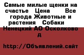 Самые милые щенки на счастье › Цена ­ 1 - Все города Животные и растения » Собаки   . Ненецкий АО,Осколково д.